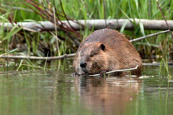 5 reasons why the beaver represents Canada perfectly Cottage Life