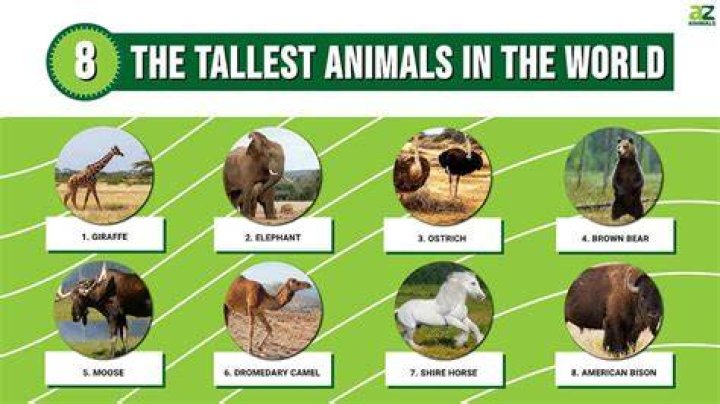 List 6 how tall is channing tatum best, you should know T&agrave;i Liệu Điện Tử