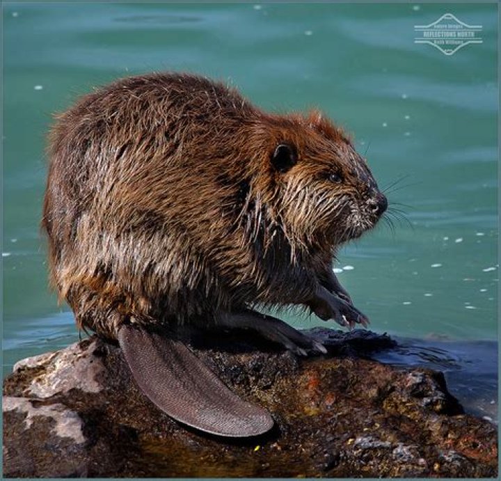 Oregon State Nickname The Beaver State